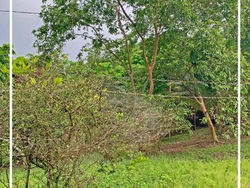 Se Vende: Finca agrícola/ganadera bien explotada en Las piedras de Mongolla, Chone