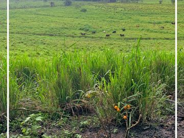 Se Vende: Finca agrícola/ganadera bien explotada en Las piedras de Mongolla, Chone