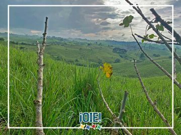 Se Vende: Finca agrícola/ganadera bien explotada en Las piedras de Mongolla, Chone