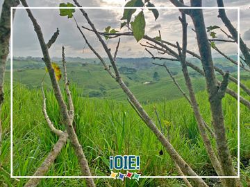 Se Vende: Finca agrícola/ganadera bien explotada en Las piedras de Mongolla, Chone