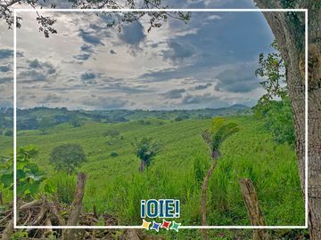 Se Vende: Finca agrícola/ganadera bien explotada en Las piedras de Mongolla, Chone
