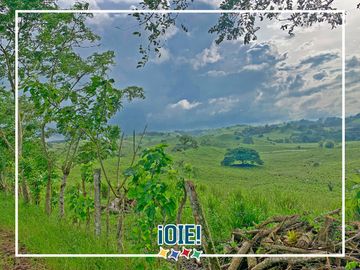 Se Vende: Finca agrícola/ganadera bien explotada en Las piedras de Mongolla, Chone