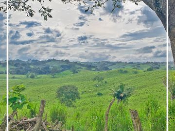 Se Vende: Finca agrícola/ganadera bien explotada en Las piedras de Mongolla, Chone