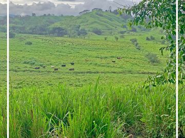 Se Vende: Finca agrícola/ganadera bien explotada en Las piedras de Mongolla, Chone