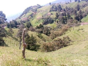 Venta Finca (Lote) en Ovejas San Pedro de los Milagros Antioquia
