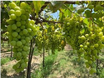 Terreno Agricola en venta en Pisco
