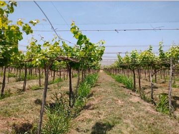 Terreno Agricola en venta en Pisco