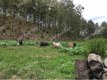 Venta de hacienda de 100 hectáreas con 30 hectáreas de teca sembradas en Balzar