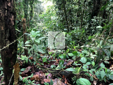 VENTA- HERMOSA FINCA DE VENTA EN EL SECTOR DE PACTO A 3 HORAS DE QUITO IDEAL PARA PROYECTOS TURISTICOS/23URB061