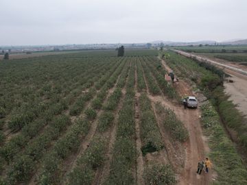 VENDO TERRENO AGRICOLA 3.2018 HA, MANZANA EN PRODUCCION - NUEVO IMPERIAL CAÑETE