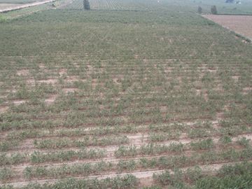 VENDO TERRENO AGRICOLA 3.2018 HA, MANZANA EN PRODUCCION - NUEVO IMPERIAL CAÑETE