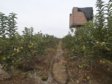 VENDO TERRENO AGRICOLA 3.2018 HA, MANZANA EN PRODUCCION - NUEVO IMPERIAL CAÑETE