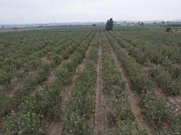 VENDO TERRENO AGRICOLA 3.2018 HA, MANZANA EN PRODUCCION - NUEVO IMPERIAL CAÑETE