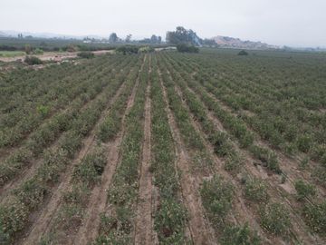 VENDO TERRENO AGRICOLA 3.2018 HA, MANZANA EN PRODUCCION - NUEVO IMPERIAL CAÑETE