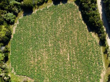 Campo en venta en Los Muermos a 55 minutos de Puerto Varas con abundante agua
