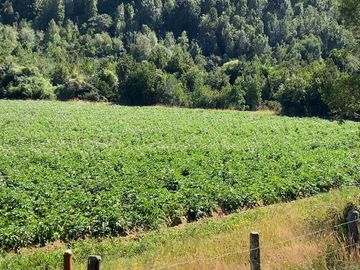 Campo en venta en Los Muermos a 55 minutos de Puerto Varas con abundante agua