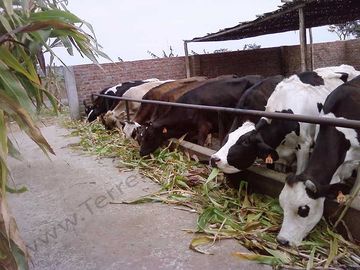 Terreno en La Libertad Agricola y Pecuario EX Establo Lechero – 10,000 m2