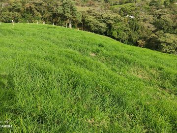 Venta Finca Lechera y Ganadera Yarumal Antioquia