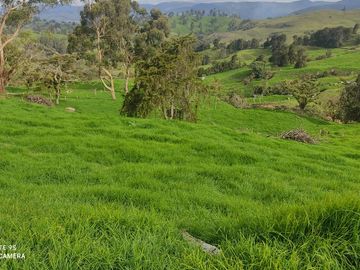 Venta Finca Lechera y Ganadera Yarumal Antioquia