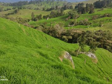 Venta Finca Lechera y Ganadera Yarumal Antioquia