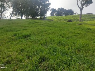Venta Finca Lechera y Ganadera Yarumal Antioquia