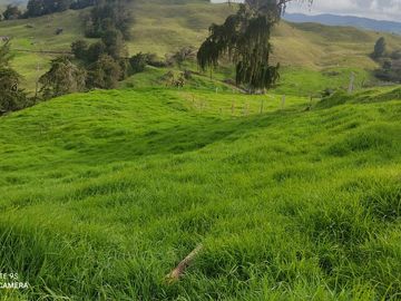 Venta Finca Lechera y Ganadera Yarumal Antioquia