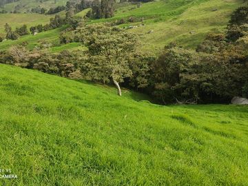 Venta Finca Lechera y Ganadera Yarumal Antioquia