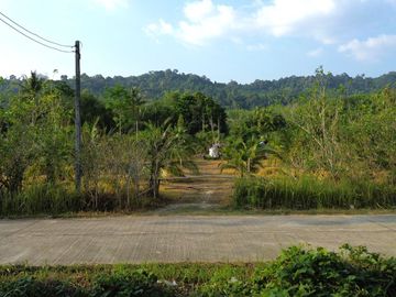 5.5 Rai Coconut Plantation with Scenic Mountain Views Land for Sale in Khokkloy, Phangnga