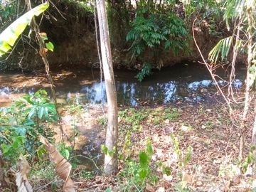 5.5 Rai Coconut Plantation with Scenic Mountain Views Land for Sale in Khokkloy, Phangnga