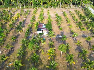 5.5 Rai Coconut Plantation with Scenic Mountain Views Land for Sale in Khokkloy, Phangnga