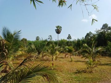 5.5 Rai Coconut Plantation with Scenic Mountain Views Land for Sale in Khokkloy, Phangnga