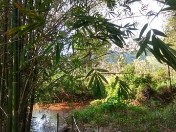 5.5 Rai Coconut Plantation with Scenic Mountain Views Land for Sale in Khokkloy, Phangnga