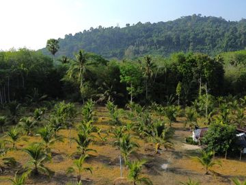 5.5 Rai Coconut Plantation with Scenic Mountain Views Land for Sale in Khokkloy, Phangnga