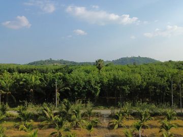 5.5 Rai Coconut Plantation with Scenic Mountain Views Land for Sale in Khokkloy, Phangnga