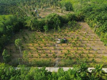 5.5 Rai Coconut Plantation with Scenic Mountain Views Land for Sale in Khokkloy, Phangnga