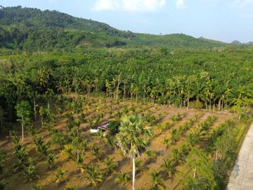 5.5 Rai Coconut Plantation with Scenic Mountain Views Land for Sale in Khokkloy, Phangnga