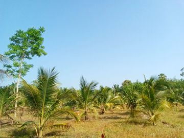 5.5 Rai Coconut Plantation with Scenic Mountain Views Land for Sale in Khokkloy, Phangnga