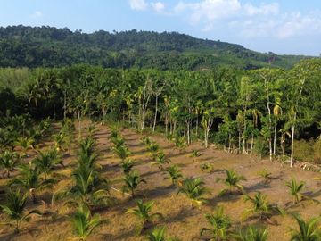 5.5 Rai Coconut Plantation with Scenic Mountain Views Land for Sale in Khokkloy, Phangnga