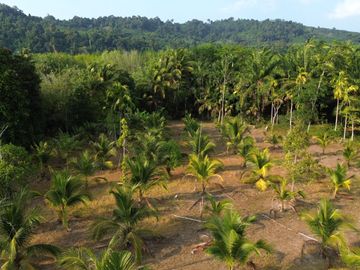 5.5 Rai Coconut Plantation with Scenic Mountain Views Land for Sale in Khokkloy, Phangnga