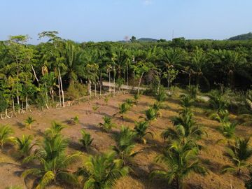5.5 Rai Coconut Plantation with Scenic Mountain Views Land for Sale in Khokkloy, Phangnga