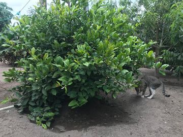 Vendo Quinta de 2500 m2 en Guayllabamba.