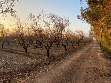 Campo en venta en Rengo de 9 Hectáreas sector Tipaume - Región de O' Higgins