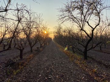 Campo en venta en Rengo de 9 Hectáreas sector Tipaume - Región de O' Higgins