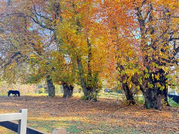 oportunidad únicas Parcelas a paso del lago Camino Villarrica Pucón