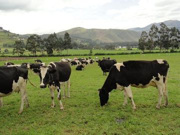 Hacienda de venta en Cayambe 43 hectáreas