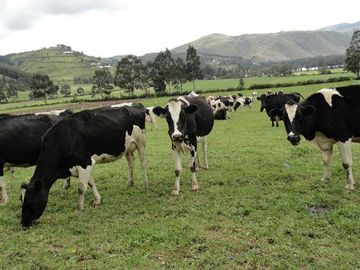 Hacienda de venta en Cayambe 43 hectáreas