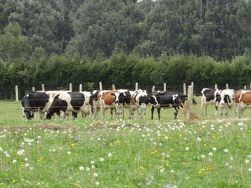 Hacienda de venta en Cayambe 43 hectáreas