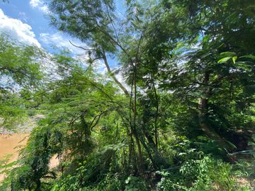 5 rai by the Ping River for sale in San Sai, Chiang Mai