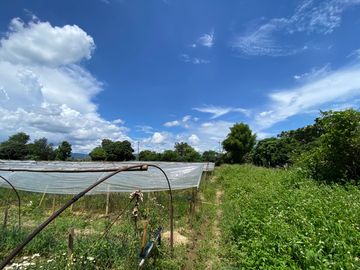 5 rai by the Ping River for sale in San Sai, Chiang Mai