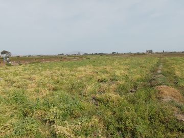 VENTA DE TERRENOS AGRÍCOLAS DE 1.2 HA (5 TERRENOS)